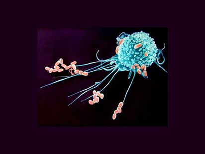 Liu F , et al. TLR-Induced?SMPD3?Defects?Enhance?Inflammatory?Response?of?B?Cell?and?Macrophage?in the?Pathogenesis?of?SLE. Scand J Immunol.?2017 Nov;86(5):377-388.(IF= 2.256)