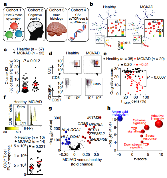 單細胞轉(zhuǎn)錄組聯(lián)合TCR||阿爾茨海默氏病人腦脊液中存在克隆擴增的CD8+T細胞